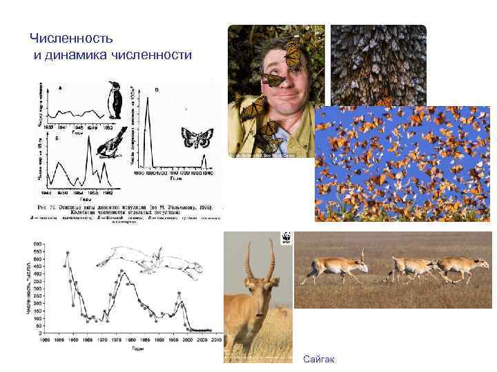 Численность и динамика численности Сайгак 