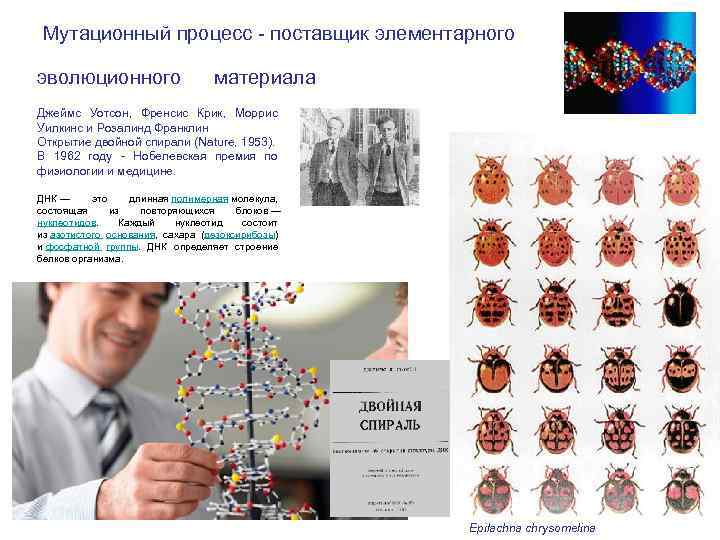 Мутационный процесс. Мутационный процесс это в биологии. Поставщики элементарного эволюционного материала. Пример мутации как фактор эволюции. Мутационный процесс схема.