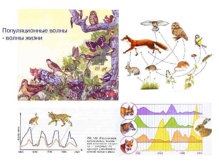 Регуляция численности Популяционные волны - волны жизни 