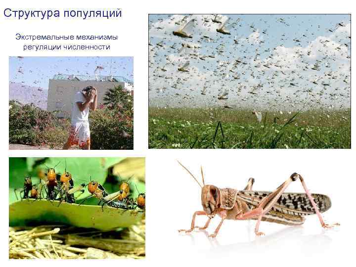 Структура популяций Экстремальные механизмы регуляции численности 