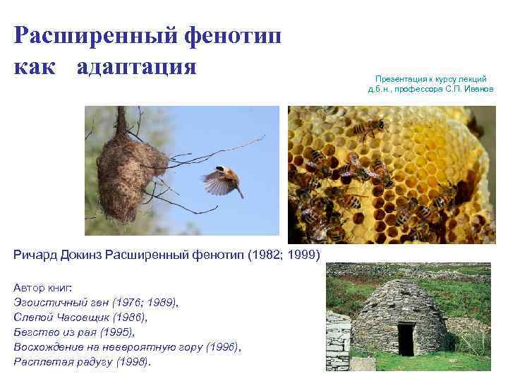 Расширенный фенотип как адаптация Ричард Докинз Расширенный фенотип (1982; 1999) Автор книг: Эгоистичный ген