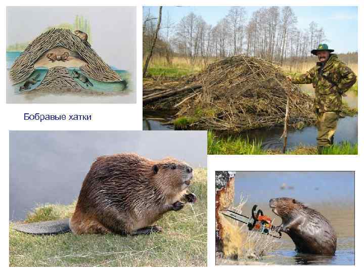 Бобравые хатки 