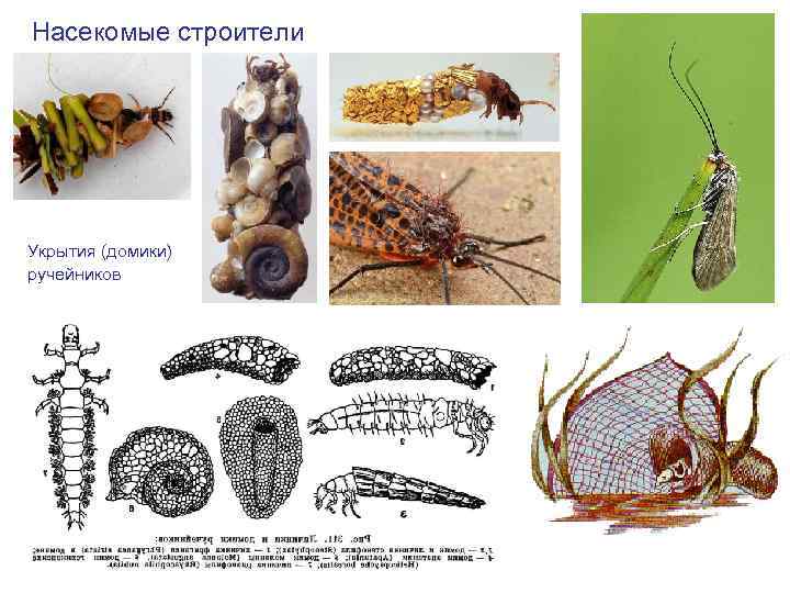 Насекомые строители Укрытия (домики) ручейников 