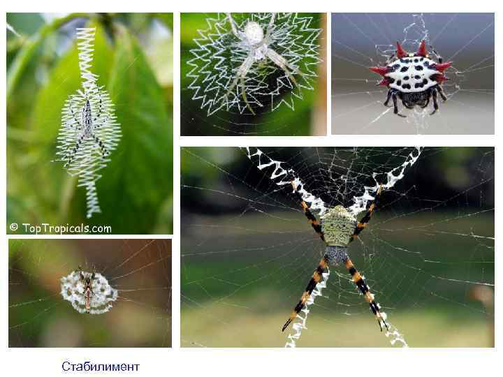 Стабилимент 