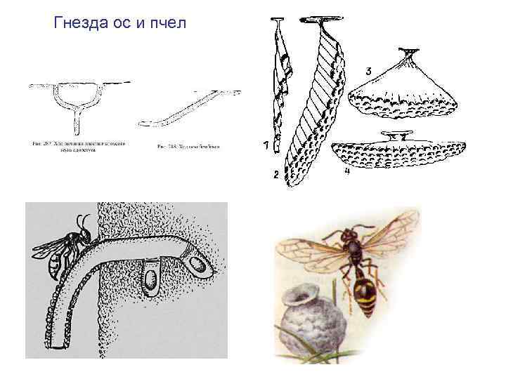Гнезда ос и пчел 