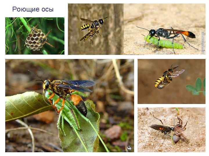 Роющие осы 