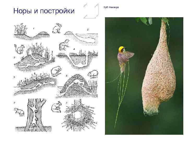 Норы и постройки Куб Неккера 