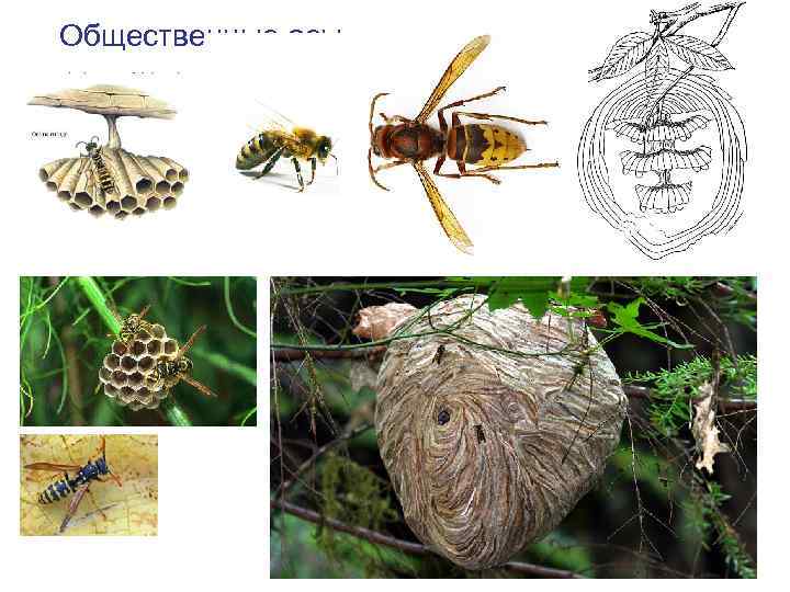 Общественные осы 