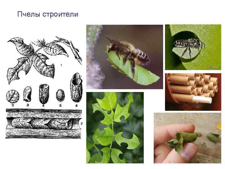 Пчелы строители 