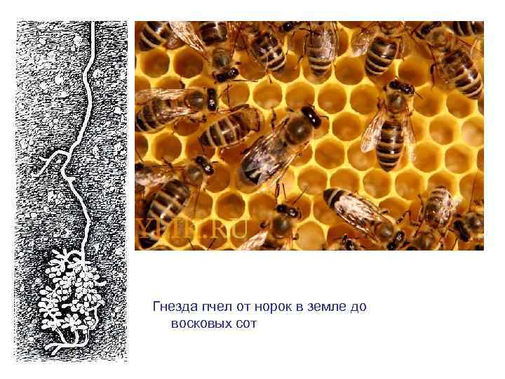 Гнезда пчел от норок в земле до восковых сот 
