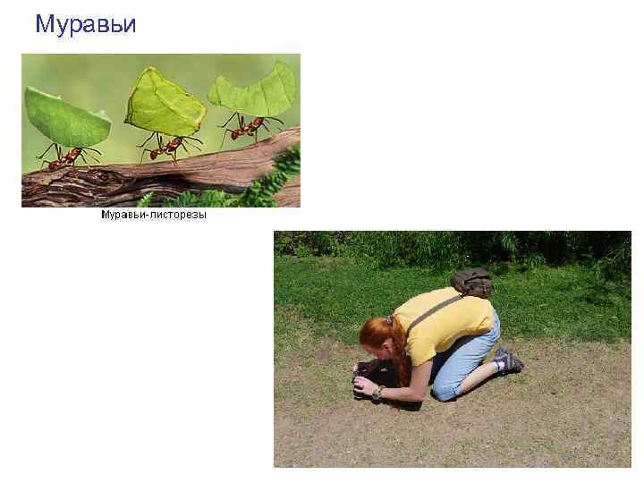 Муравьи 