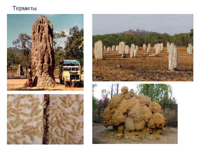 Термиты 