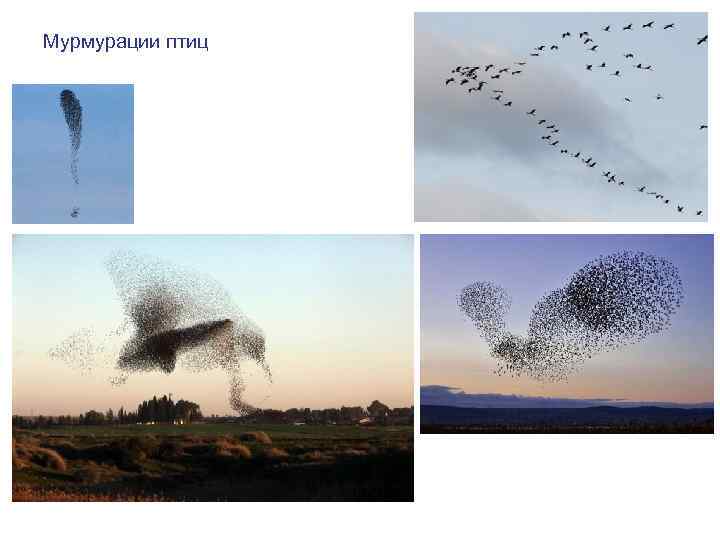 Мурмурации птиц 