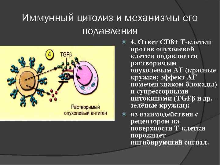 Иммунный цитолиз и механизмы его подавления 4. Ответ СD 8+ Т-клетки против опухолевой клетки