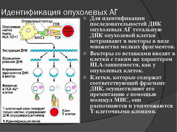 Идентификация опухолевых АГ Для идентификации последовательностей ДНК опухолевых АГ тотальную ДНК опухолевой клетки встраивают