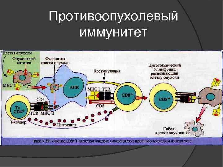 Противоопухолевый иммунитет 