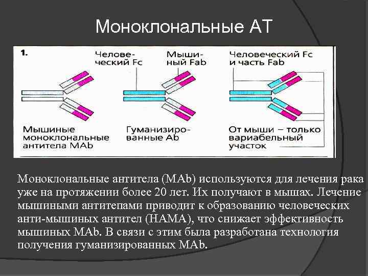 Раковые антитела. Моноклональные антитела сывороточные препараты. Моноклональные антитела иммунология. Моноклональные антитела микробиология. Мышиные моноклональные антитела.