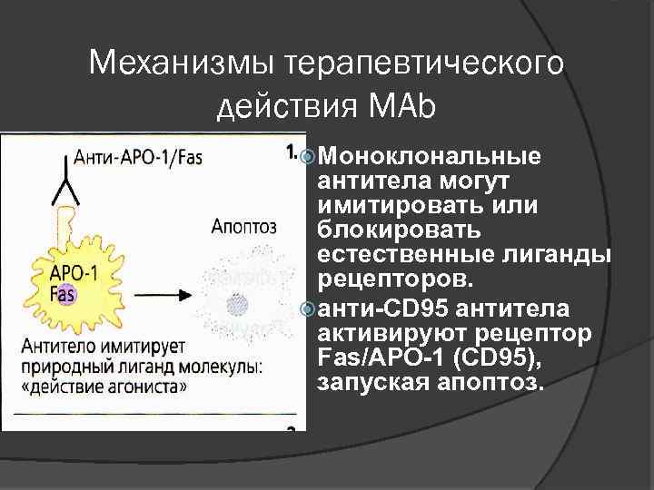 Механизмы терапевтического действия МАb Моноклональные антитела могут имитировать или блокировать естественные лиганды рецепторов. анти-CD