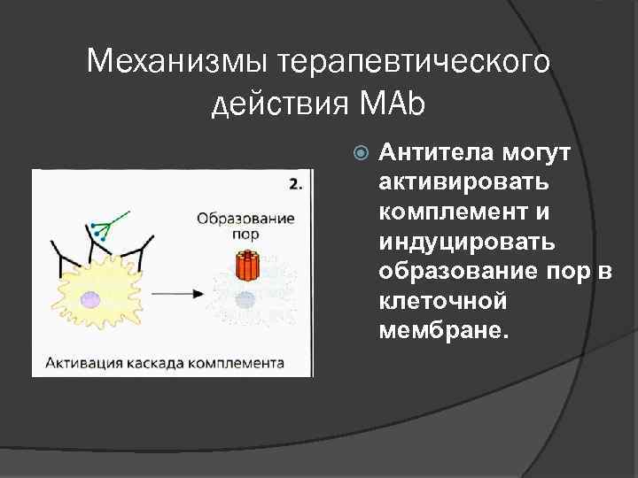 Механизмы терапевтического действия МАb Антитела могут активировать комплемент и индуцировать образование пор в клеточной