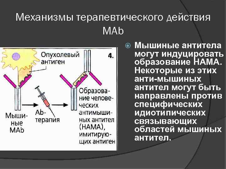 Механизмы терапевтического действия МАb Мышиные антитела могут индуцировать образование НАМА. Некоторые из этих анти-мышиных