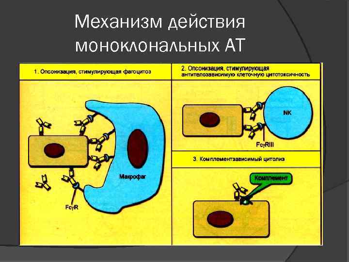 Схема противоопухолевого иммунитета