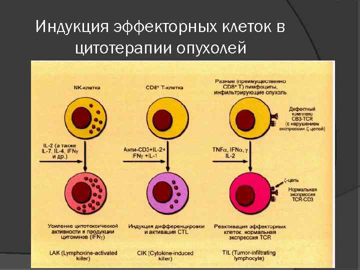 Индукция эффекторных клеток в цитотерапии опухолей 
