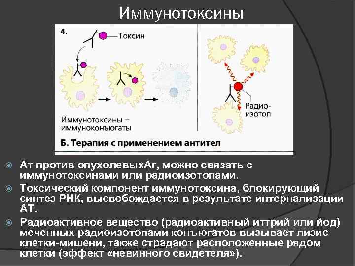 Иммунотоксины Ат против опухолевых. Аг, можно связать с иммунотоксинами или радиоизотопами. Токсический компонент иммунотоксина,