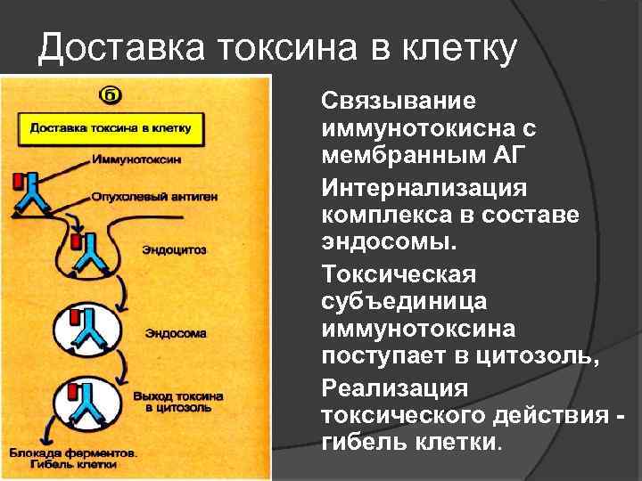Доставка токсина в клетку n n Связывание иммунотокисна с мембранным АГ Интернализация комплекса в