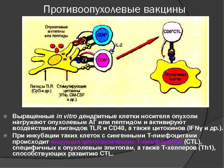 Противоопухолевые вакцины Выращенные in vitro дендритные клетки носителя опухоли нагружают опухолевым АГ или пептидом