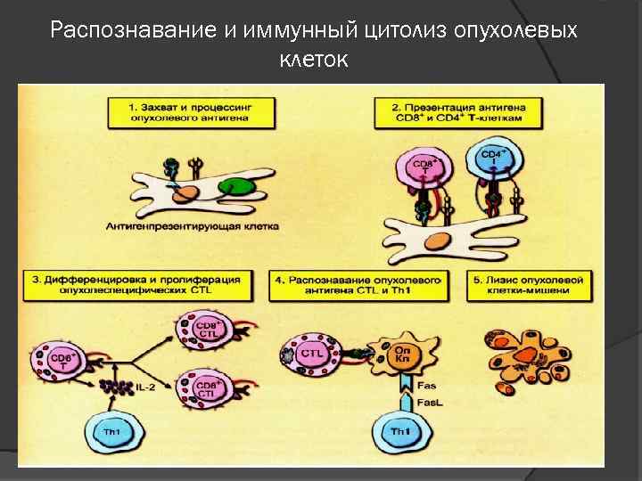 Противоопухолевый иммунитет презентация