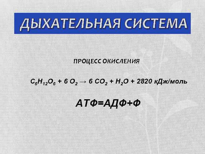 ДЫХАТЕЛЬНАЯ СИСТЕМА ПРОЦЕСС ОКИСЛЕНИЯ С 6 Н 12 О 6 + 6 О 2