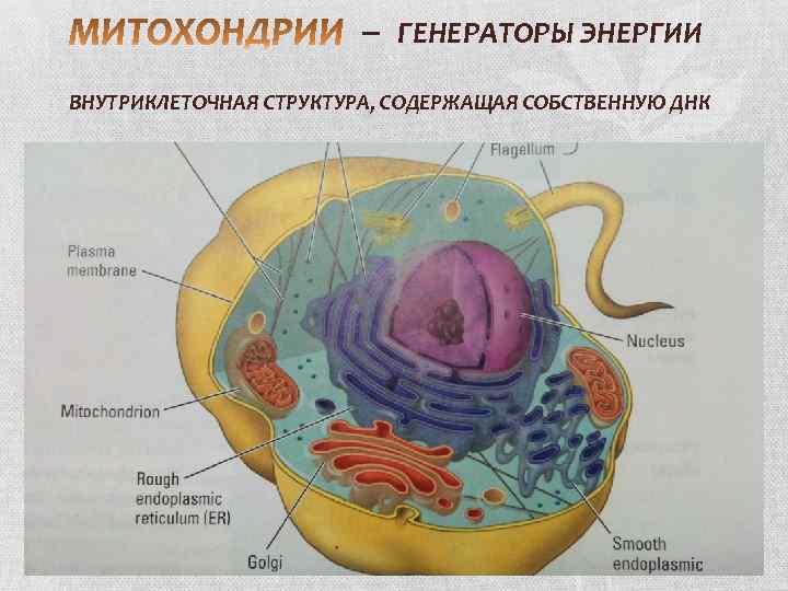 – ГЕНЕРАТОРЫ ЭНЕРГИИ ВНУТРИКЛЕТОЧНАЯ СТРУКТУРА, СОДЕРЖАЩАЯ СОБСТВЕННУЮ ДНК 