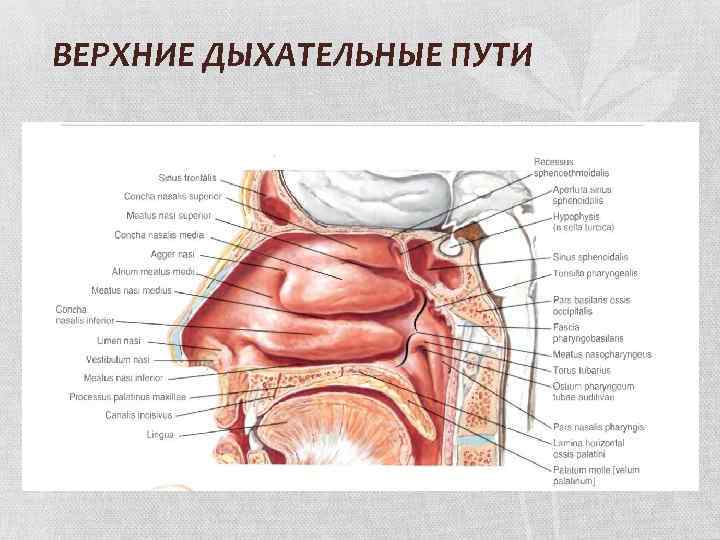ВЕРХНИЕ ДЫХАТЕЛЬНЫЕ ПУТИ 