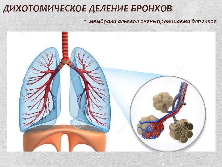 ДИХОТОМИЧЕСКОЕ ДЕЛЕНИЕ БРОНХОВ - мембрана альвеол очень проницаема для газов 
