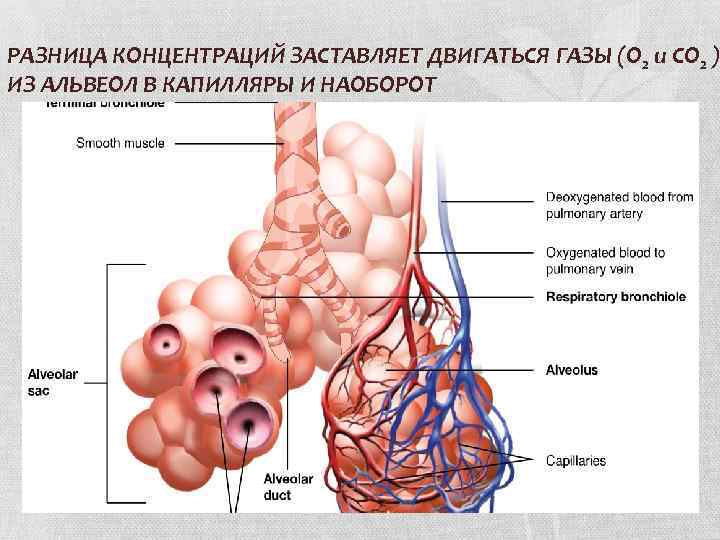 РАЗНИЦА КОНЦЕНТРАЦИЙ ЗАСТАВЛЯЕТ ДВИГАТЬСЯ ГАЗЫ (О 2 и СО 2 ) ИЗ АЛЬВЕОЛ В