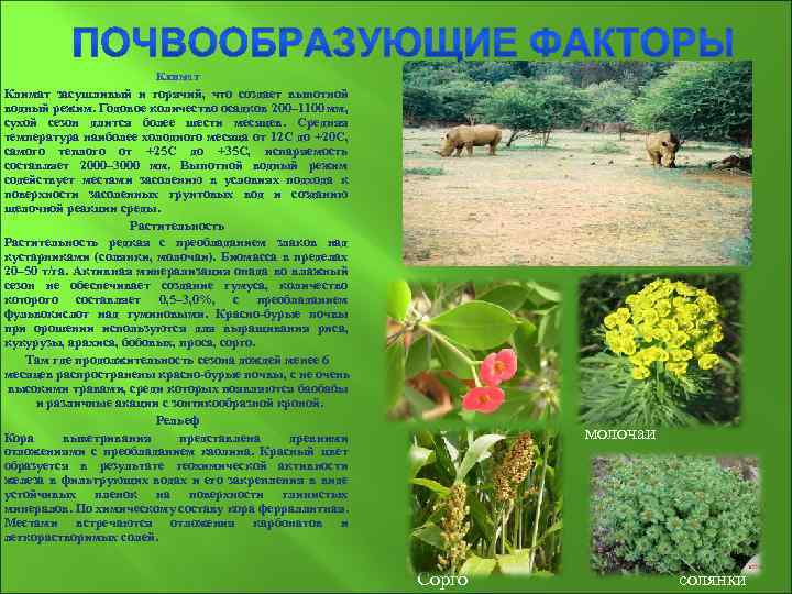 Климат засушливый и горячий, что создает выпотной водный режим. Годовое количество осадков 200– 1100