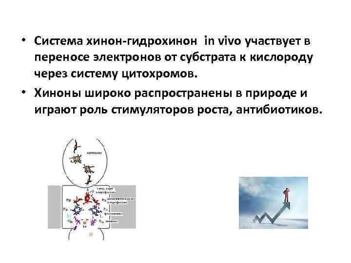  • Система хинон-гидрохинон in vivo участвует в переносе электронов от субстрата к кислороду