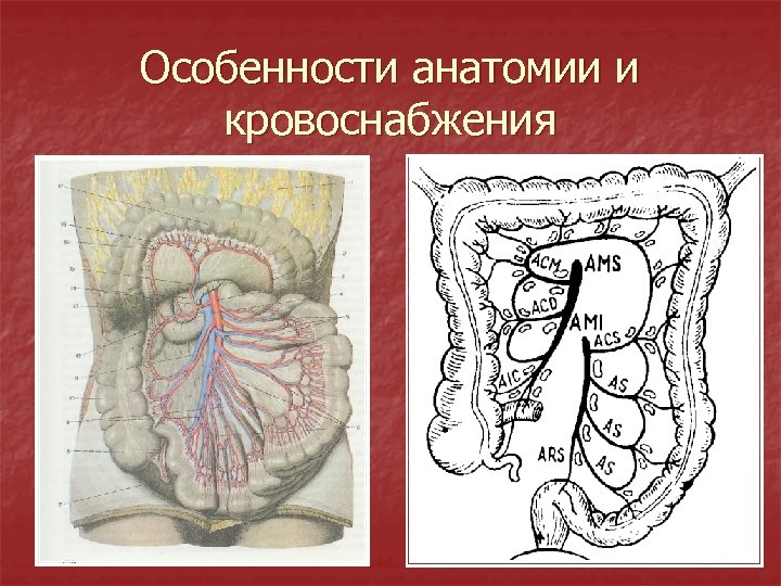 Особенности анатомии и кровоснабжения 
