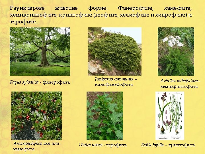 Раункиерове животне форме: Фанерофите, хамефите, хемикриптофите, криптофите (геофите, хелиофите и хидрофите) и терофите. Fagus