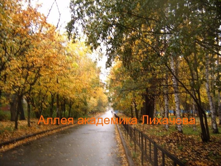 Аллея академика Лихачева 