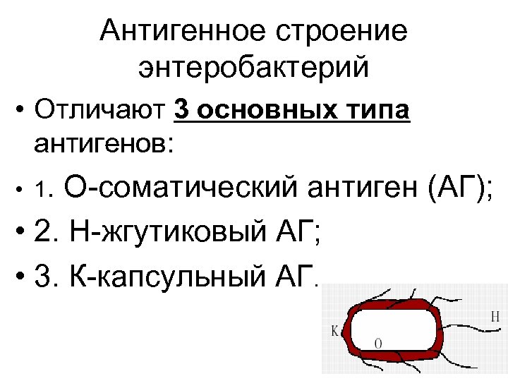 Антигенное строение энтеробактерий • Отличают 3 основных типа антигенов: • 1. О-соматический антиген (АГ);