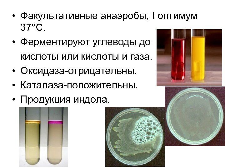  • Факультативные анаэробы, t оптимум 37°С. • Ферментируют углеводы до кислоты или кислоты