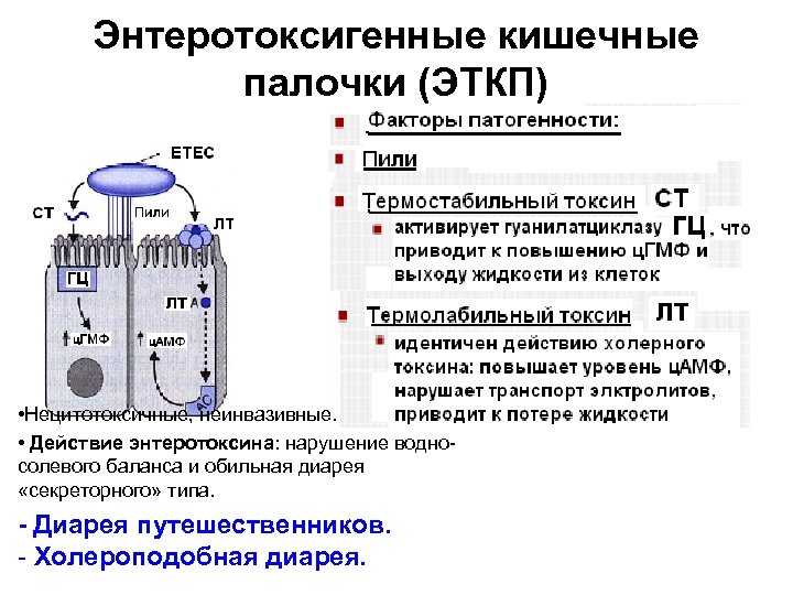 Энтеротоксигенные кишечные палочки (ЭТКП) • Нецитотоксичные, неинвазивные. • Действие энтеротоксина: нарушение водносолевого баланса и
