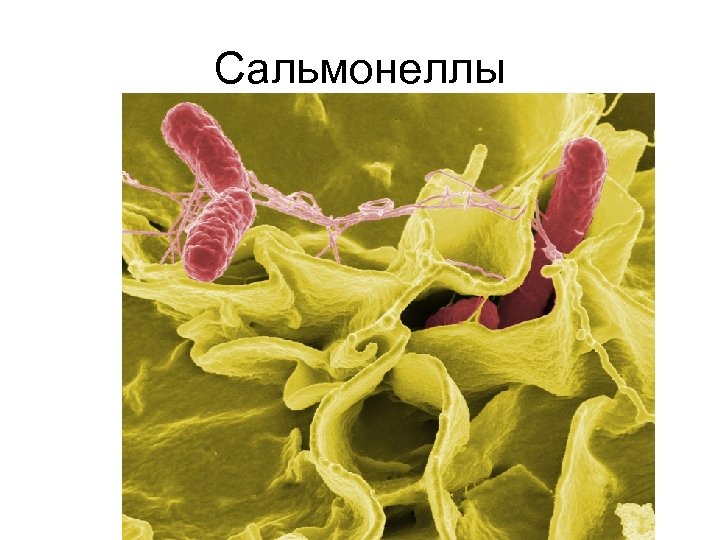 Сальмонеллы 