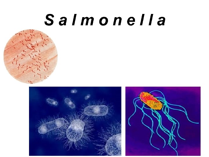 S a l m o n e l l a 