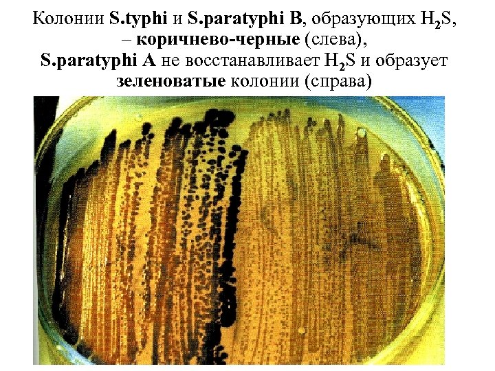 Колонии S. typhi и S. paratyphi B, образующих H 2 S, – коричнево-черные (слева),