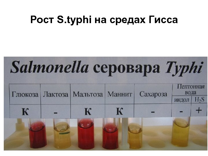 Рост S. typhi на средах Гисса 