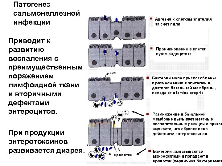 Патогенез сальмонеллезной инфекции Приводит к развитию воспаления с преимущественным поражением лимфоидной ткани и вторичными