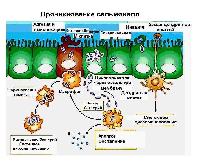 Проникновение сальмонелл 