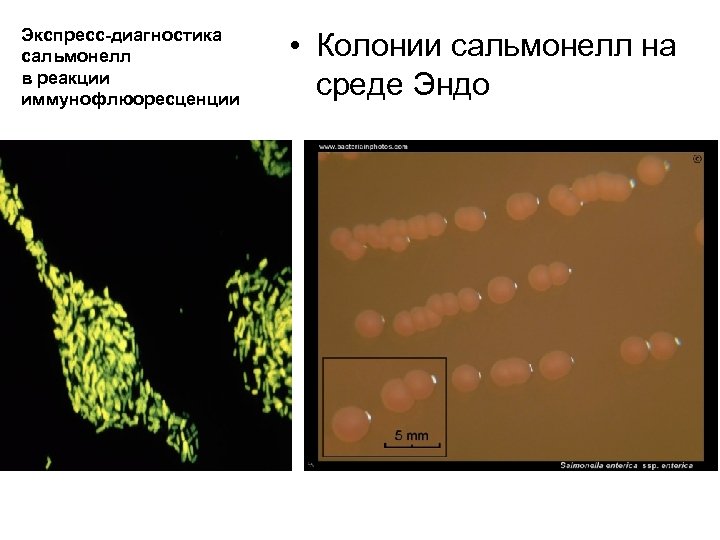Экспресс-диагностика сальмонелл в реакции иммунофлюоресценции • Колонии сальмонелл на среде Эндо 